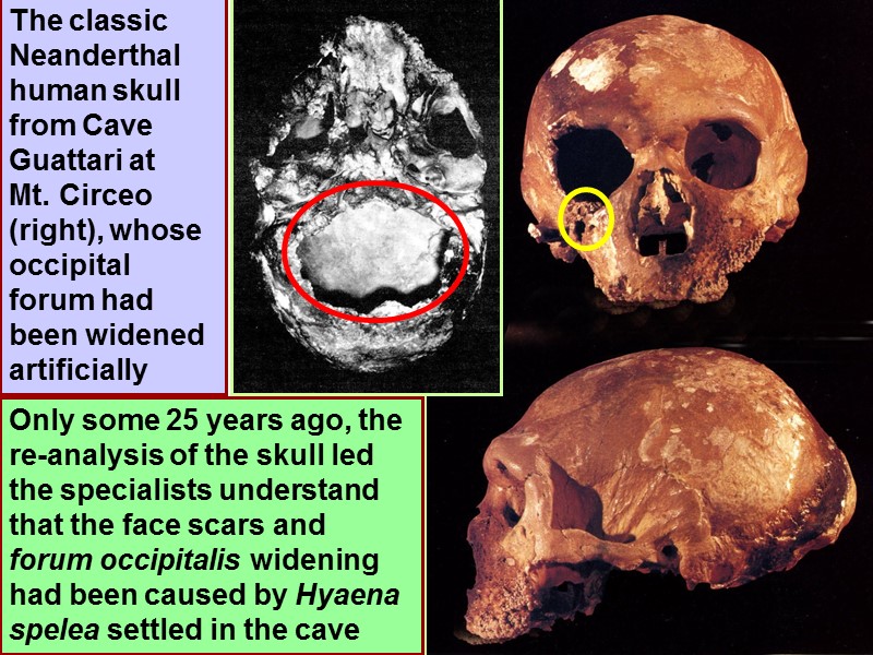 The classic Neanderthal human skull from Cave Guattari at  Mt. Circeo (right), whose